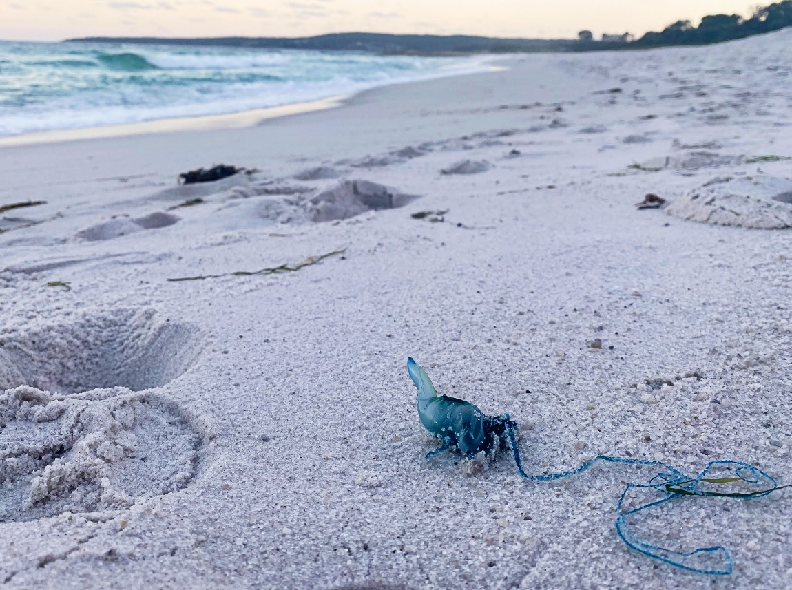 A bluebottle jellyfish lies on a beach